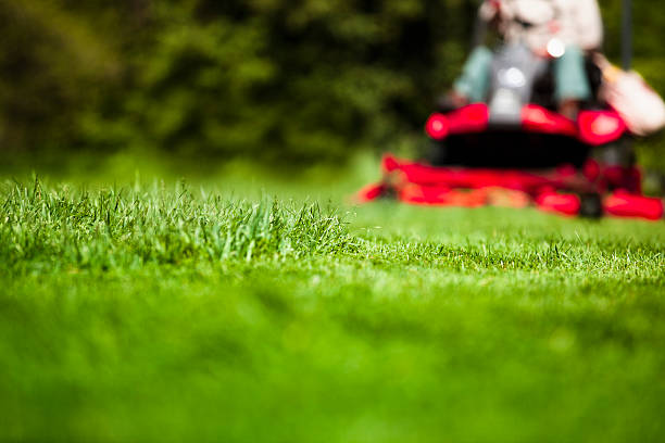 Hoe bereik je het beste, groenste en mooiste grasveld?